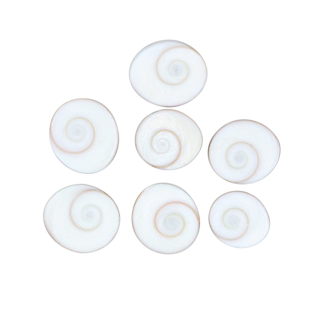 7 Pcs Gomti Chakra Shell for Wealth, Vastu & Puja