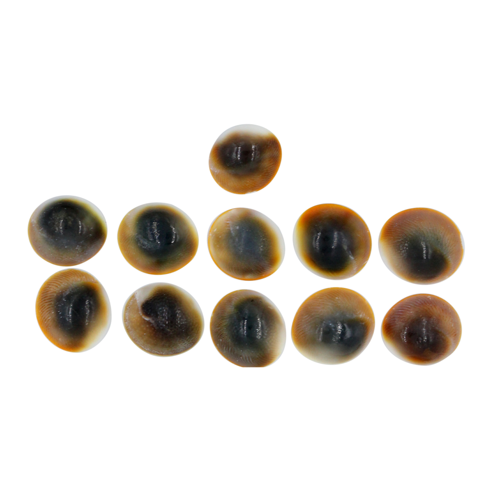 11 Pcs Gomti Chakra Shell for Wealth, Vastu & Puja