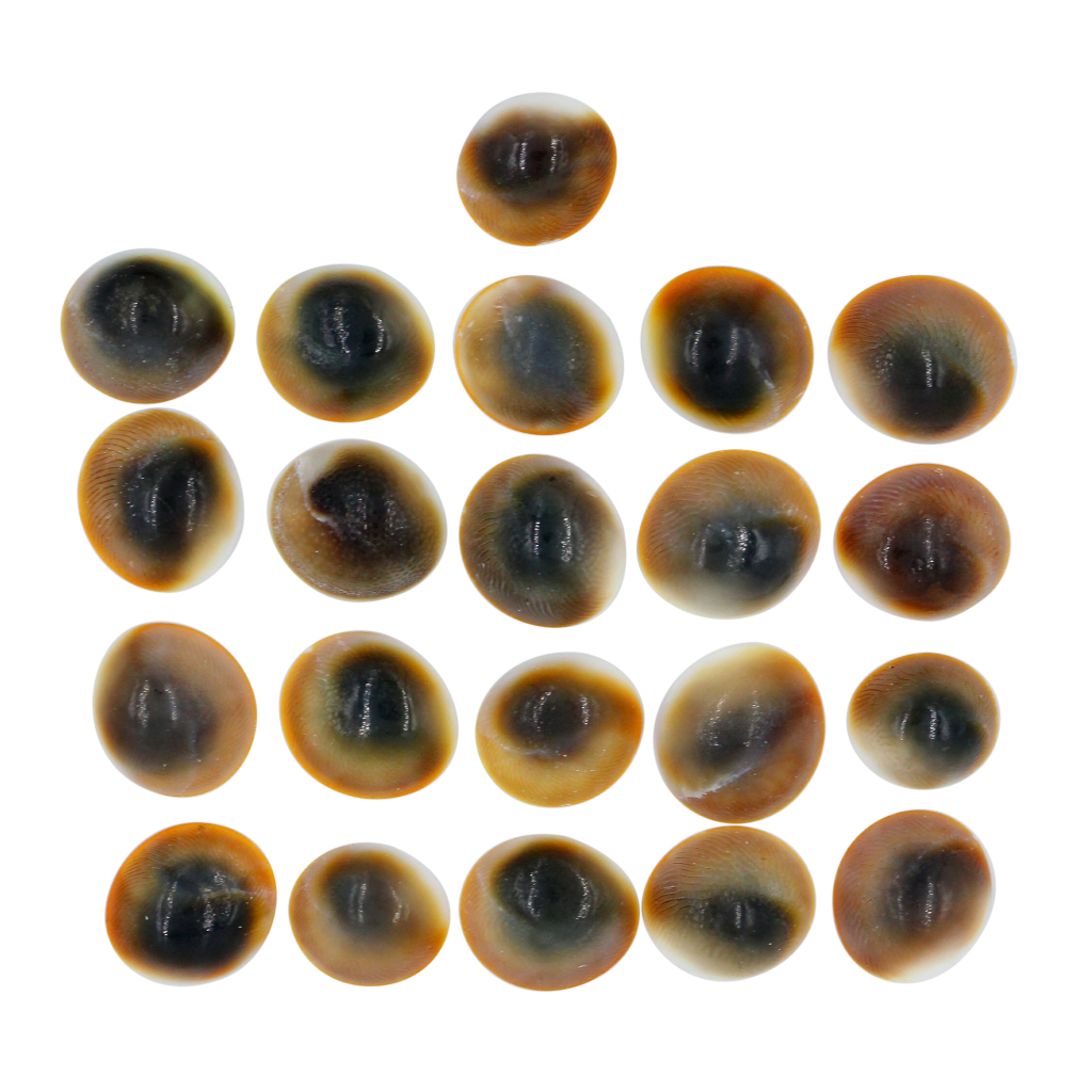 21 Pcs Gomti Chakra Shell for Wealth, Vastu & Puja