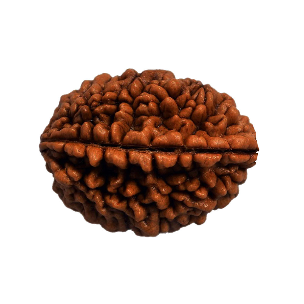 1 Mukhi Rudraksha