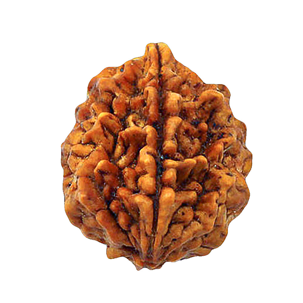 2 Mukhi Rudraksha
