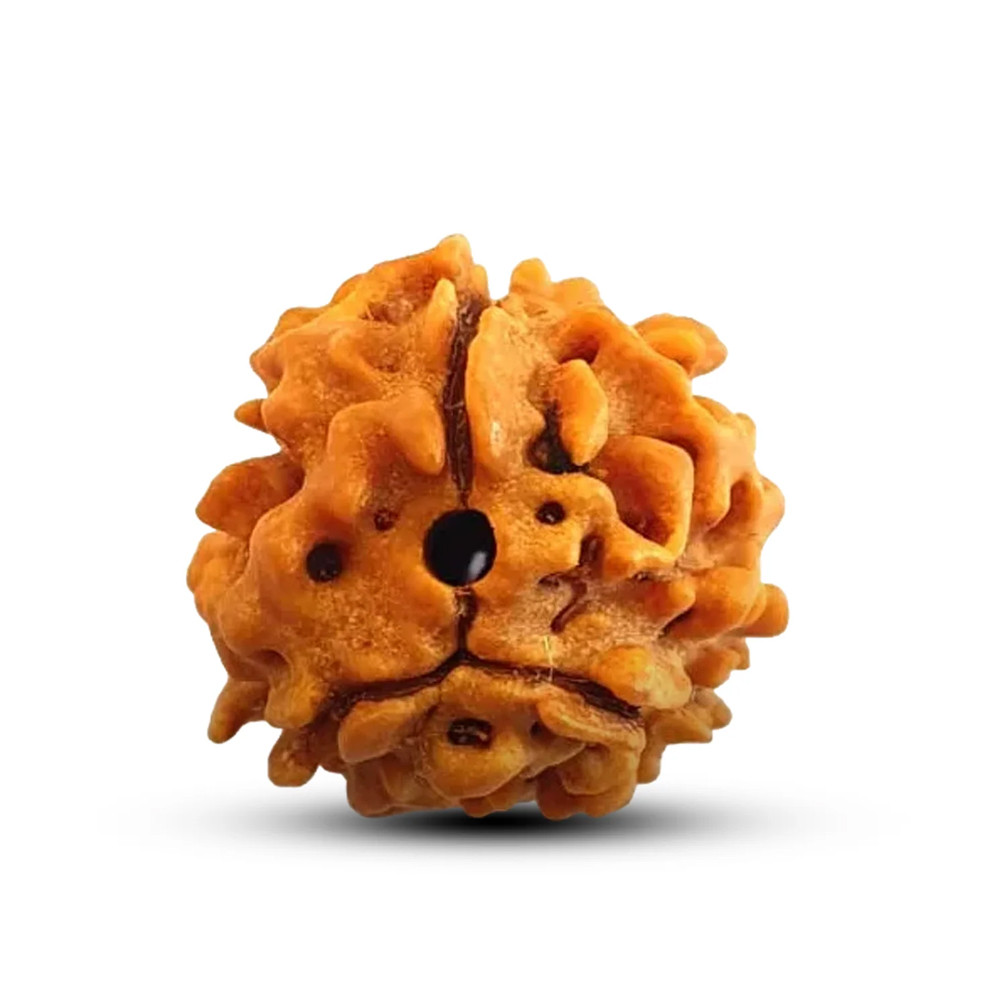 3 Mukhi Rudraksha