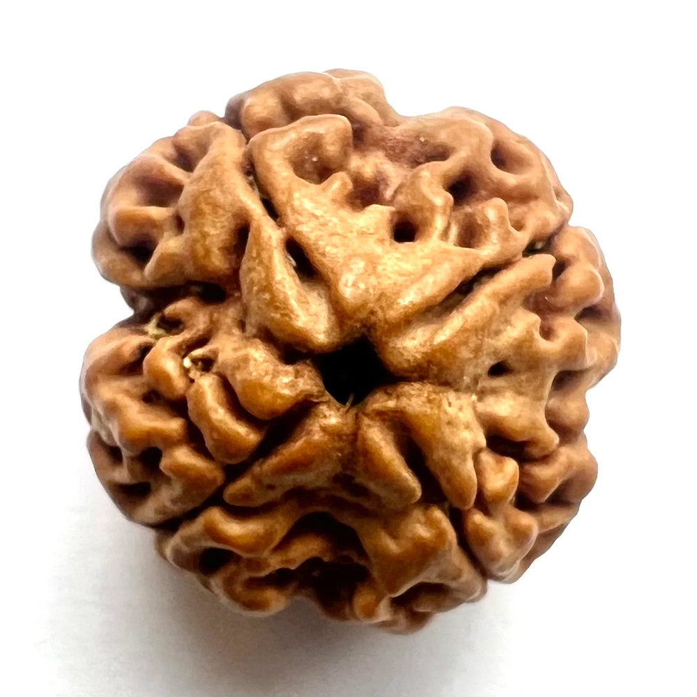 8 Mukhi Rudraksha