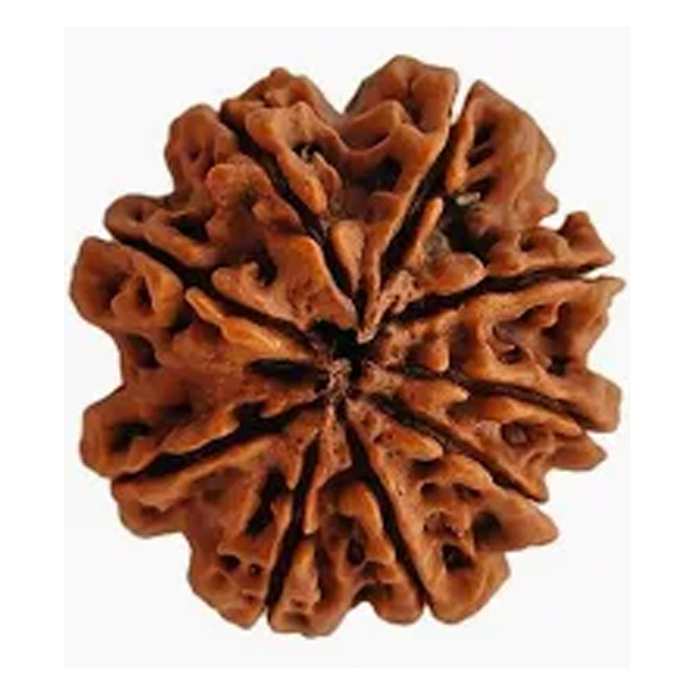 9 Mukhi Rudraksha