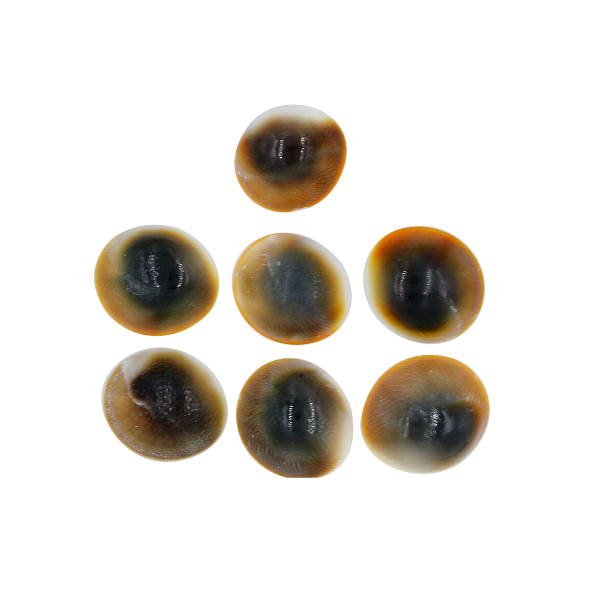 Gomti Chakra Shell